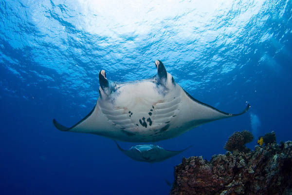  Manta Rays